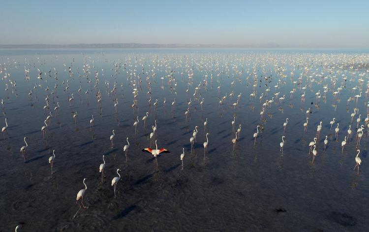 Bakan Kurum'dan Sevindirici Flamingo Paylaşımı: Tuz Gölü'nde Rekor