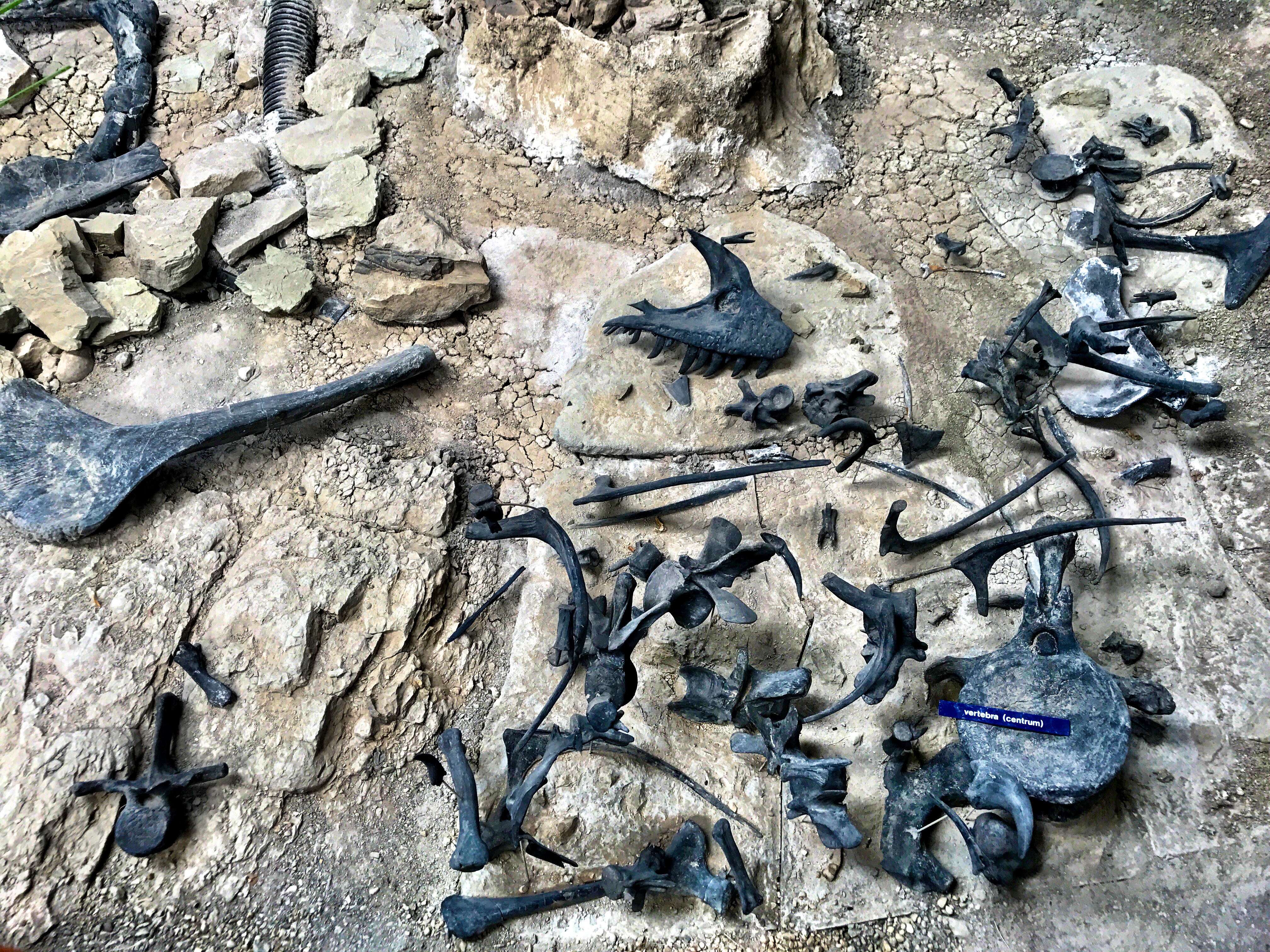 Fossil Mağazalarını Dramatik Şekilde Azalttı: 395'ten 176'ya Düştü