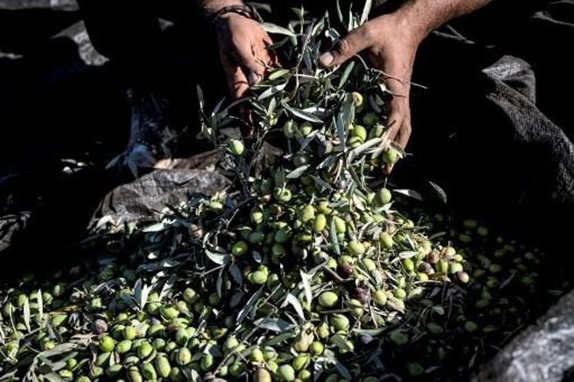 Haham Lior'dan Batı Şeria Zeytinlerine Yağma Fetvası