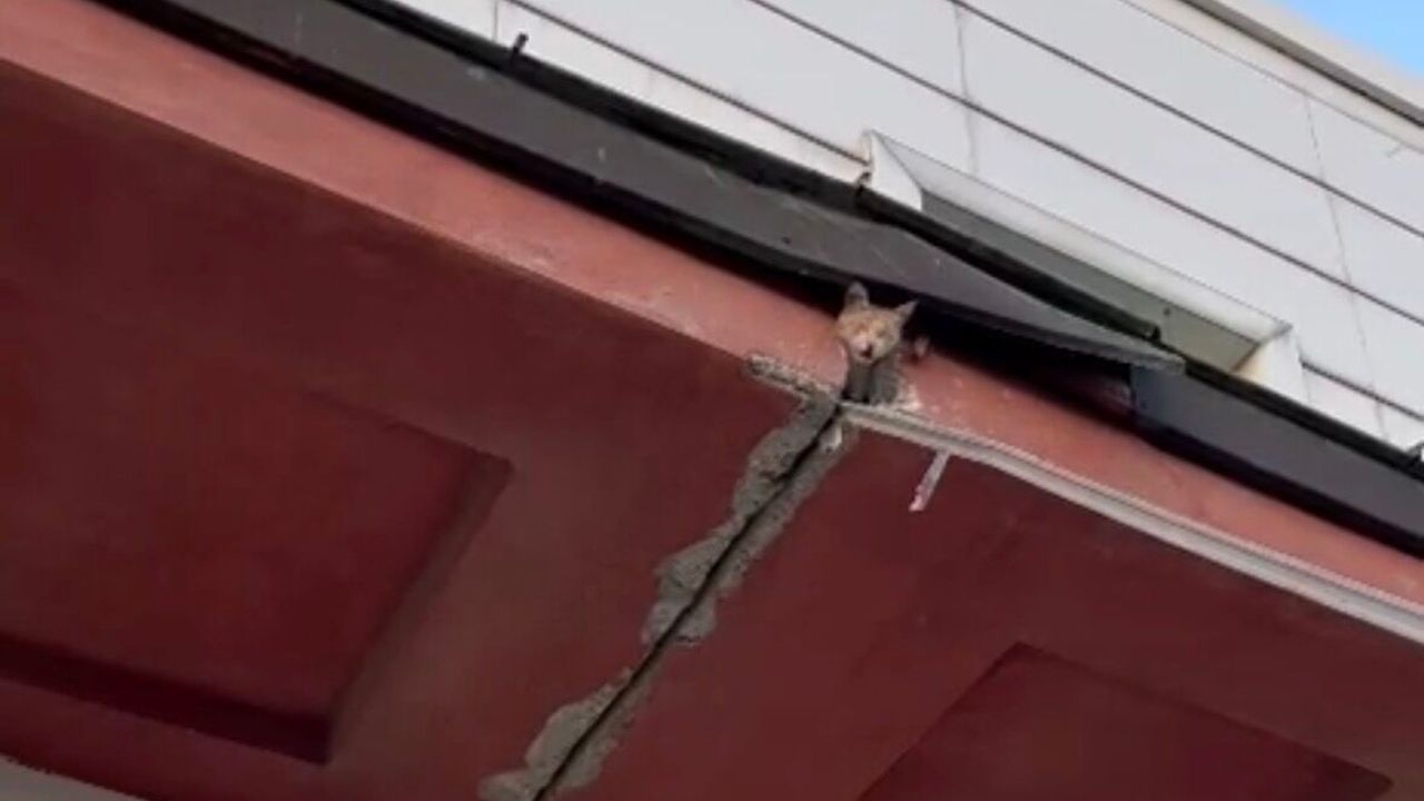 Kahramanmaraş'ta Hem Yangın Hem Kedi Kurtarma Operasyonu