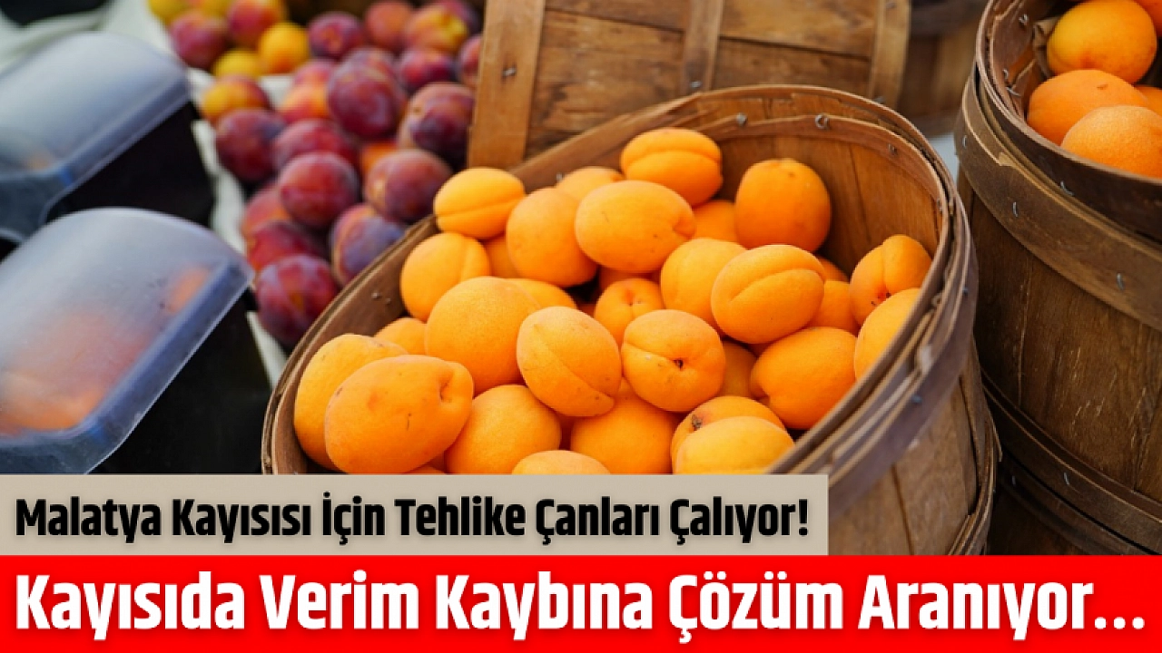Malatya Kayısısında Tehlike Çanları: Rekolte Az, Fiyatlar Düşük