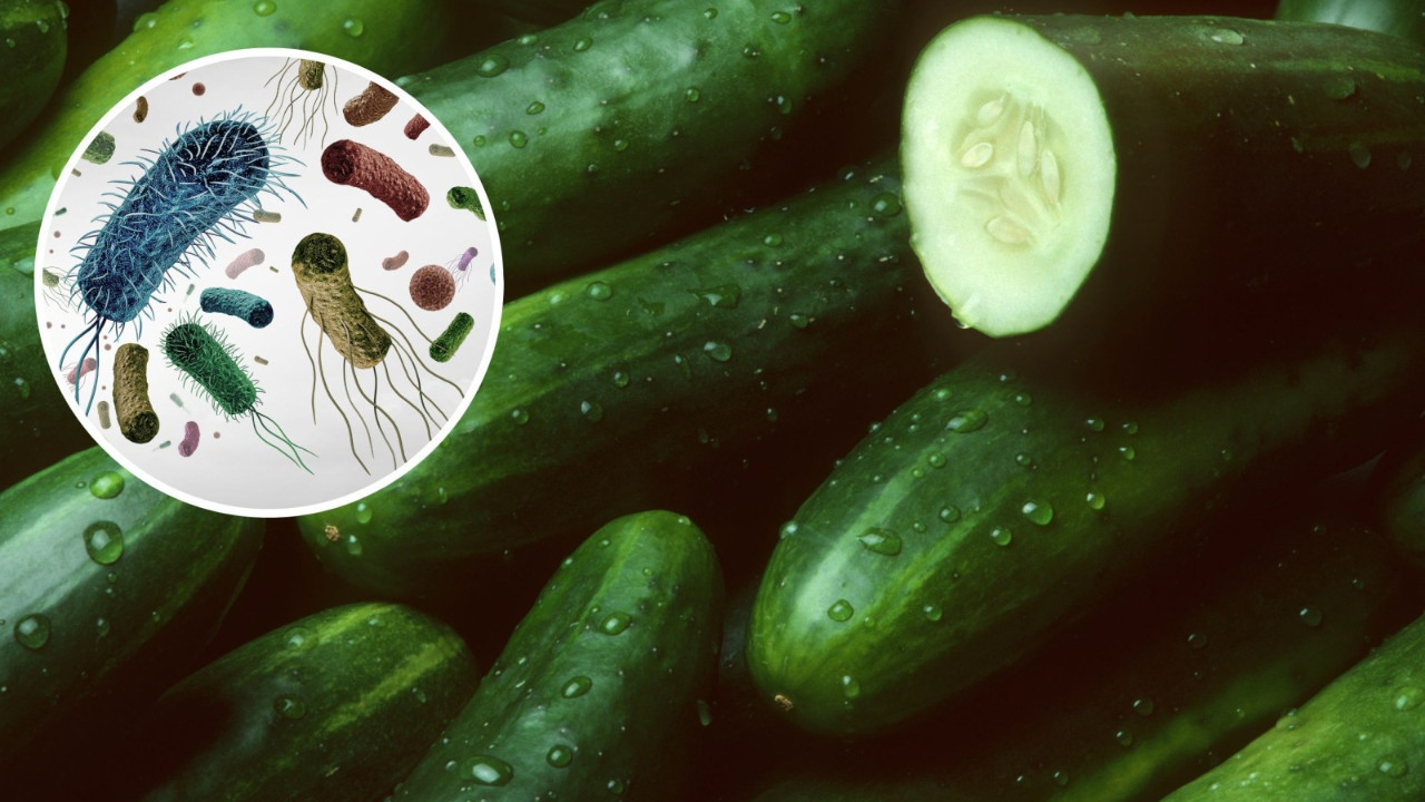 Salmonella Krizi: Belçika'da Yumurtalar Yüzünden 306 Kişi Hastalandı